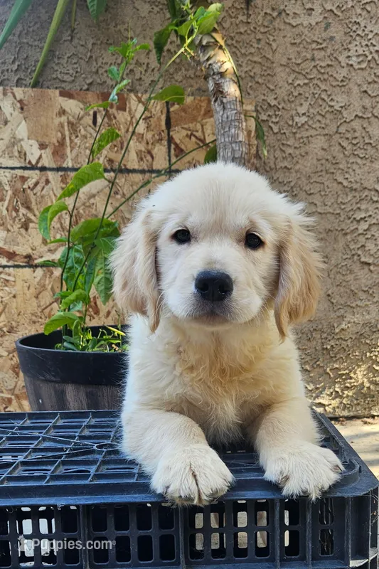 Yellow – Golden Retriever puppy on hold in Fresno, CA