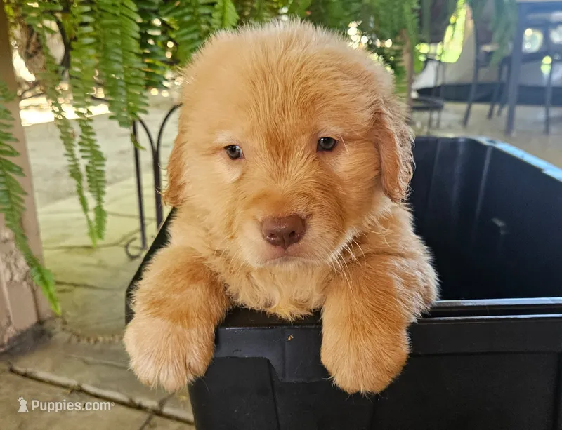 Red – Golden Retriever puppy for sale in Fresno, CA