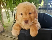 Red, a male Golden Retriever for sale in Fresno, CA – 1 of 1
