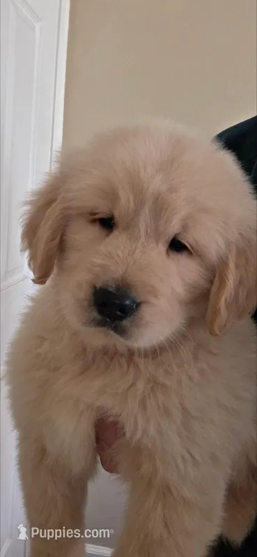 Yellow – Golden Retriever puppy for sale in Fresno, CA