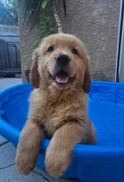 Blue, a male Golden Retriever for sale in Fresno, CA – 1 of 1
