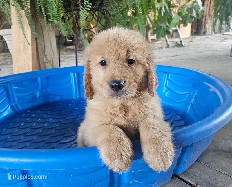 Orange – Golden Retriever puppy for sale in Fresno, CA