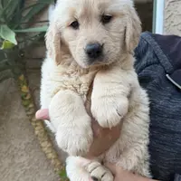 Pink(AKC), a female Golden Retriever for sale in Fresno, CA – Photo 2 of 2