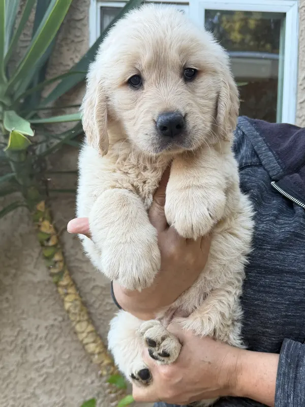 Pink(AKC) – Golden Retriever puppy on hold in Fresno, CA