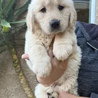 Pink(AKC), a female Golden Retriever for sale in Fresno, CA – Photo 1 of 2