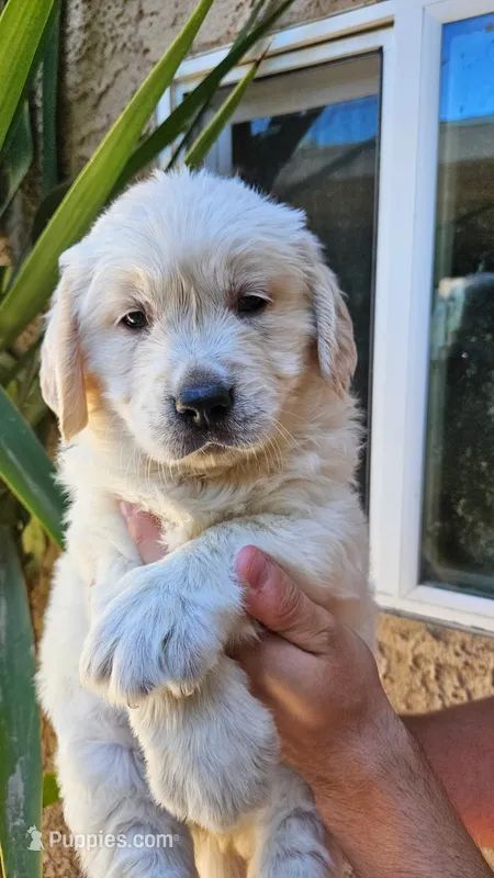 Yellow (AKC) – Golden Retriever puppy for sale in Fresno, CA