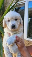 Yellow (AKC), a female Golden Retriever for sale in Fresno, CA – 1 of 1