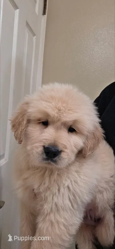 Blue  – Golden Retriever puppy for sale in Fresno, CA