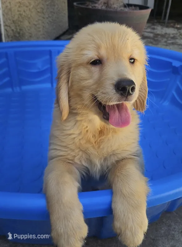 Yellow – Golden Retriever puppy for sale in Fresno, CA
