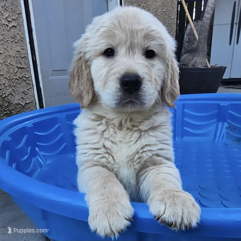 Red(AKC) – Golden Retriever puppy for sale in Fresno, CA