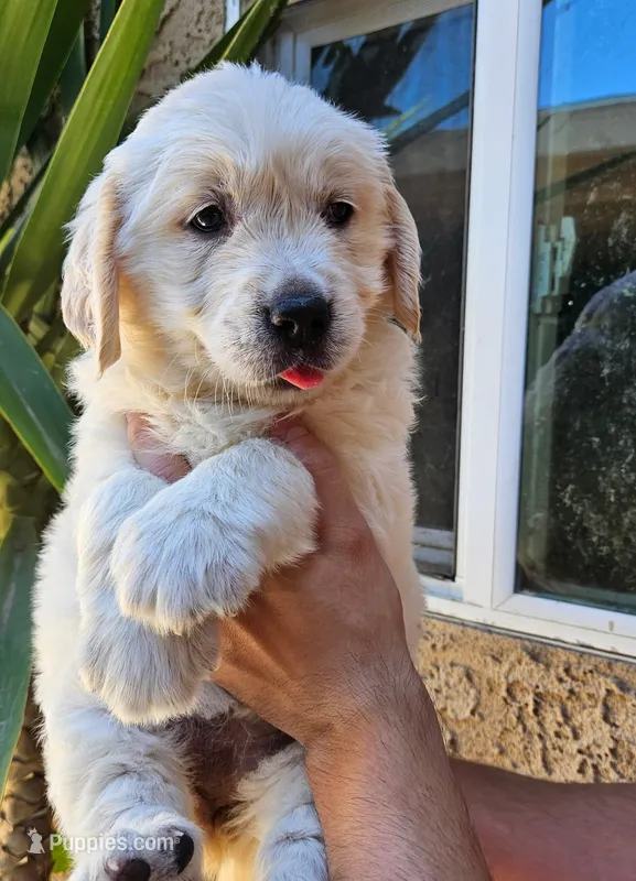 Pink (AKC) – Golden Retriever puppy for sale in Fresno, CA