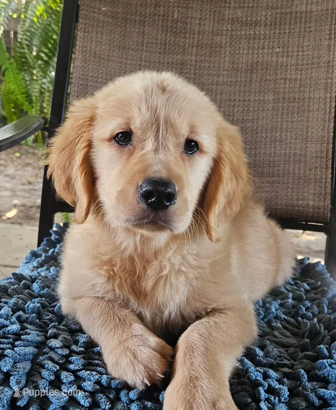 Pink – Golden Retriever puppy for sale in Fresno, CA
