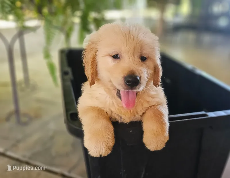 Green – Golden Retriever puppy for sale in Fresno, CA