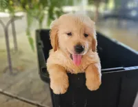 Green, a male Golden Retriever for sale in Fresno, CA – 1 of 1