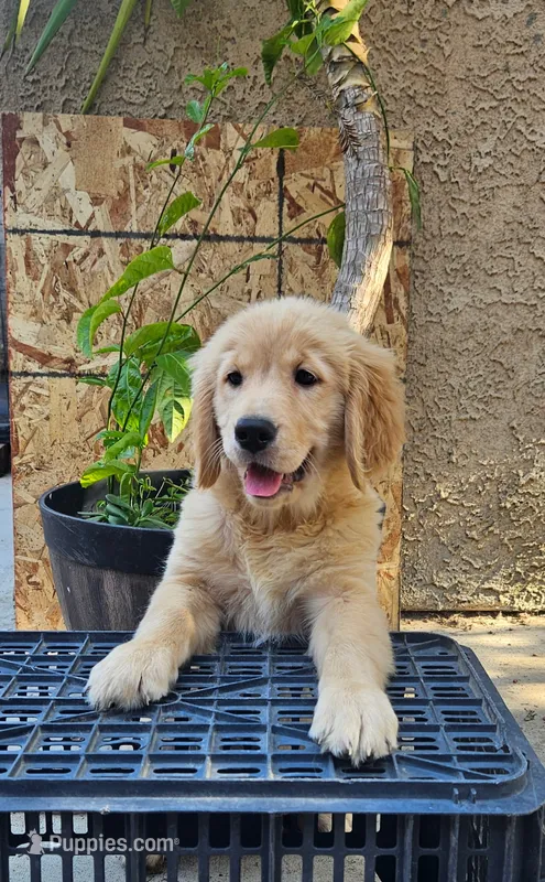 Pink – Golden Retriever puppy for sale in Fresno, CA