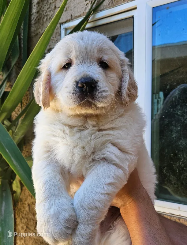 Blue(AKC) – Golden Retriever puppy for sale in Fresno, CA