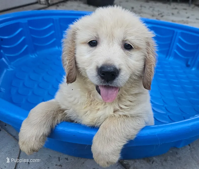 Red(AKC) – Golden Retriever puppy for sale in Fresno, CA