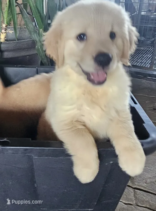 Pink – Golden Retriever puppy for sale in Fresno, CA