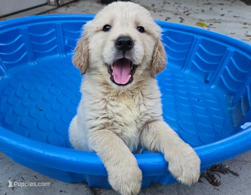Red(AKC) – Golden Retriever puppy for sale in Fresno, CA