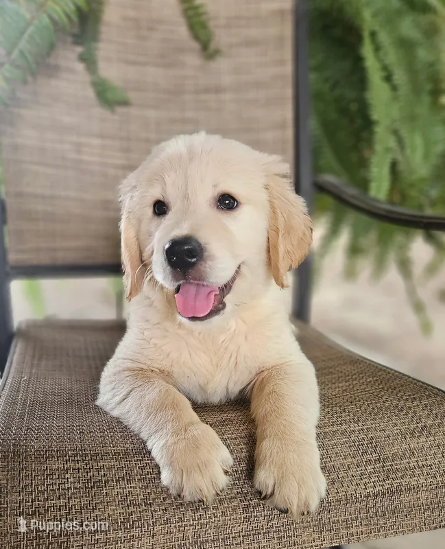 Red(AKC) – Golden Retriever puppy for sale in Fresno, CA