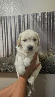 Pink (AKC), a female Golden Retriever for sale in Fresno, CA – 1 of 1