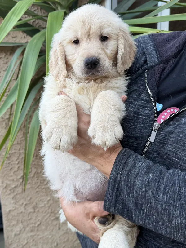 Orange(AKC) – Golden Retriever puppy on hold in Fresno, CA