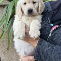 Orange(AKC), a female Golden Retriever for sale in Fresno, CA – Photo 1 of 3