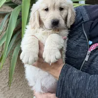 Orange(AKC), a female Golden Retriever for sale in Fresno, CA – Photo 2 of 3