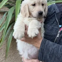 Orange(AKC), a female Golden Retriever for sale in Fresno, CA – Photo 3 of 3