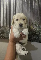 Blue(AKC), a male Golden Retriever for sale in Fresno, CA – 1 of 1