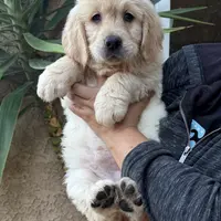 Purple(AKC), a female Golden Retriever for sale in Fresno, CA – Photo 2 of 2