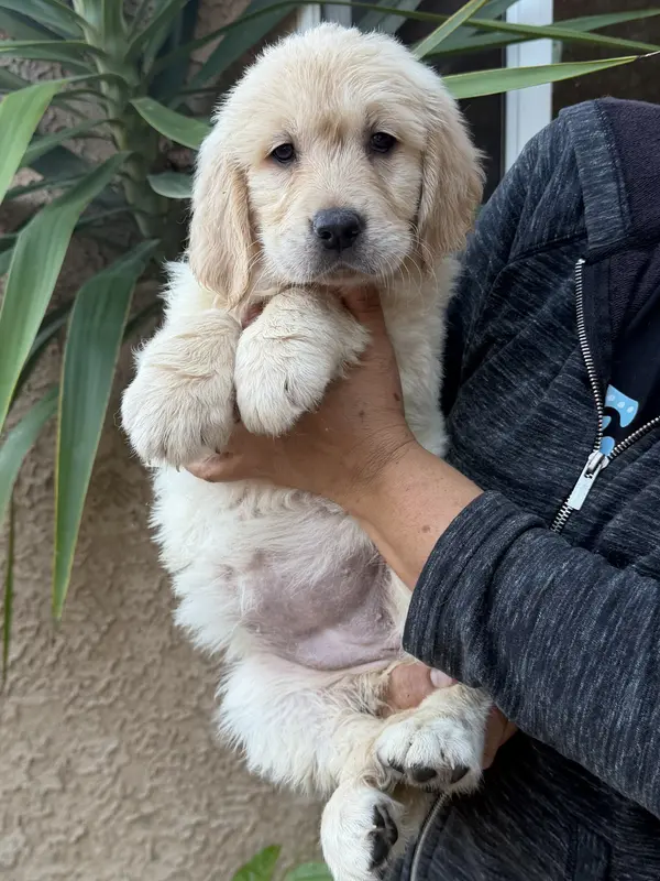 Purple(AKC) – Golden Retriever puppy on hold in Fresno, CA