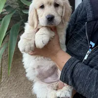Purple(AKC), a female Golden Retriever for sale in Fresno, CA – Photo 1 of 2