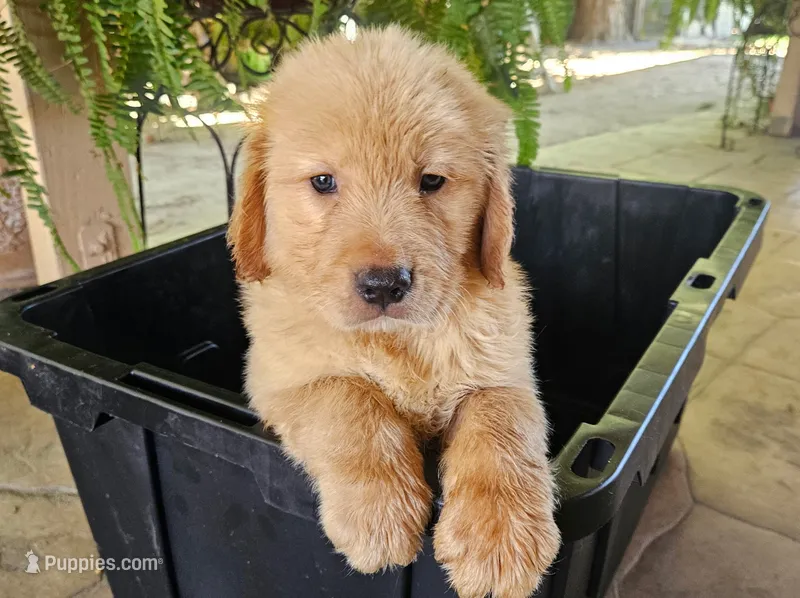 Yellow – Golden Retriever puppy for sale in Fresno, CA