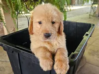 Yellow, a male Golden Retriever for sale in Fresno, CA – 1 of 1