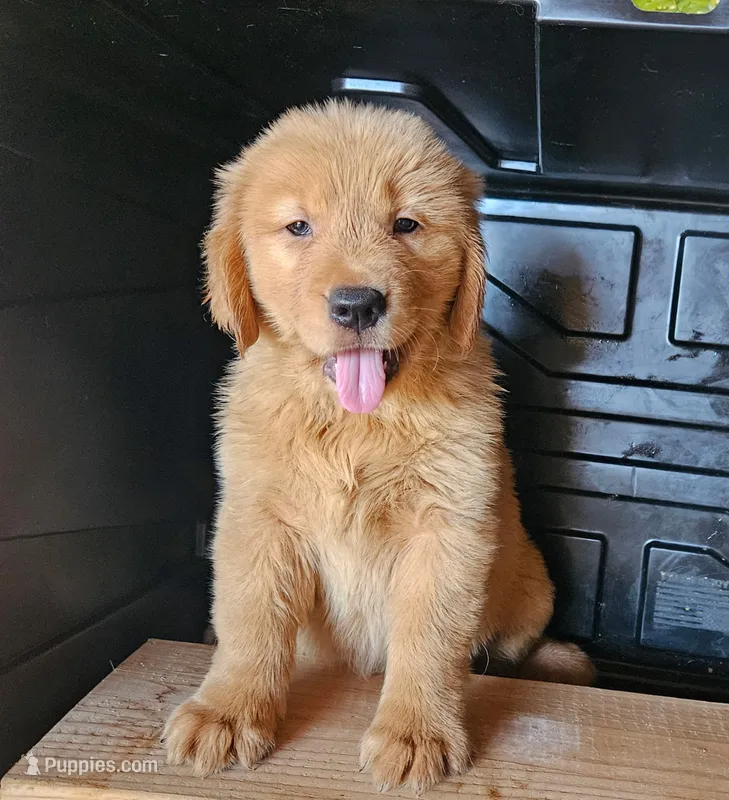 Pink – Golden Retriever puppy for sale in Fresno, CA