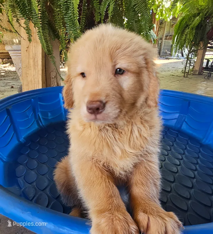 Red – Golden Retriever puppy for sale in Fresno, CA