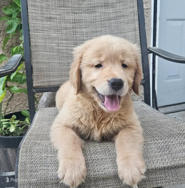 Pink – Golden Retriever puppy for sale in Fresno, CA