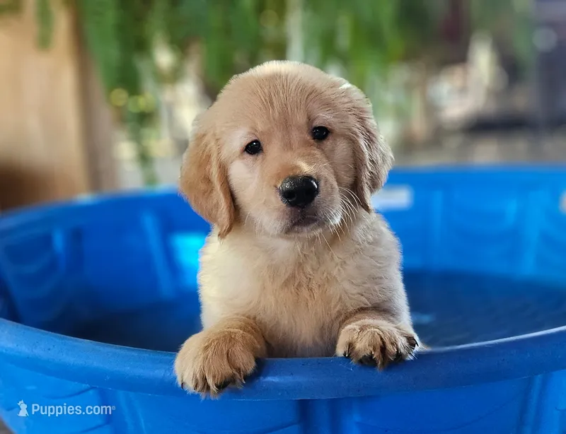 Orange – Golden Retriever puppy for sale in Fresno, CA