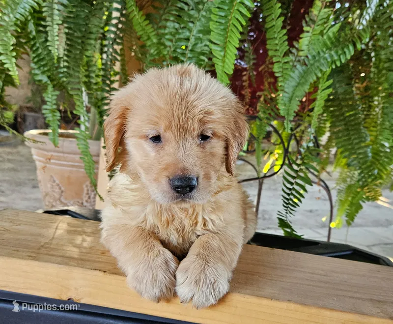 Purple – Golden Retriever puppy for sale in Fresno, CA