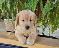 Purple, a female Golden Retriever for sale in Fresno, CA – 1 of 1