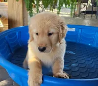 Orange, a female Golden Retriever for sale in Fresno, CA – 2 of 2