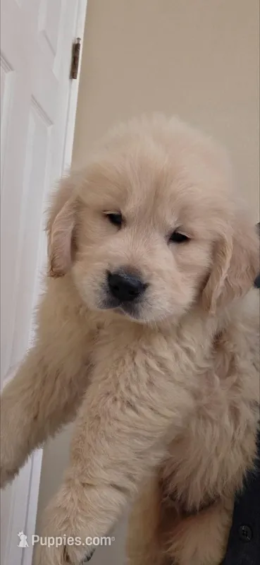 Pink – Golden Retriever puppy for sale in Fresno, CA