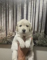 Red(AKC), a male Golden Retriever for sale in Fresno, CA – 1 of 1
