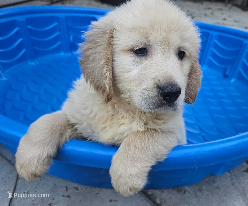 Blue(AKC) – Golden Retriever puppy on hold in Fresno, CA