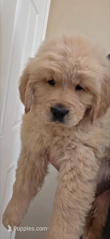 Red – Golden Retriever puppy for sale in Fresno, CA