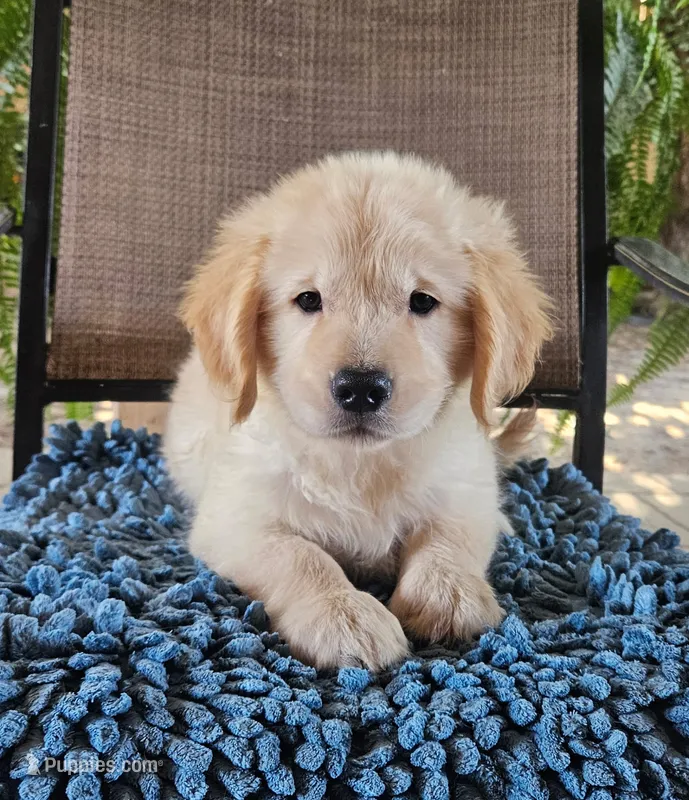 Yellow – Golden Retriever puppy for sale in Fresno, CA