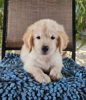 Yellow, a female Golden Retriever for sale in Los Angeles, CA – 3 of 3