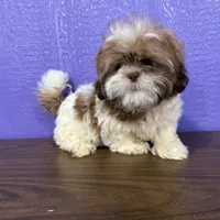 Seth, a male Shih Tzu for sale in Arthur, IL – Photo 1 of 3