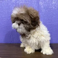 Seth, a male Shih Tzu for sale in Arthur, IL – Photo 2 of 3